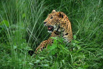 Leopard at Sri Lanka with Vision Lanka Tours