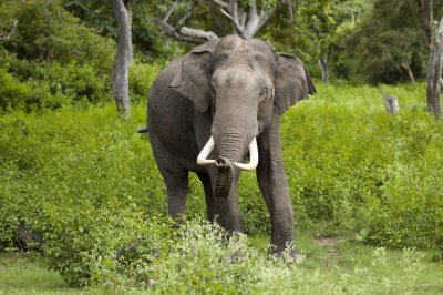 Wildlife Elephants at Vision Lanka Tours