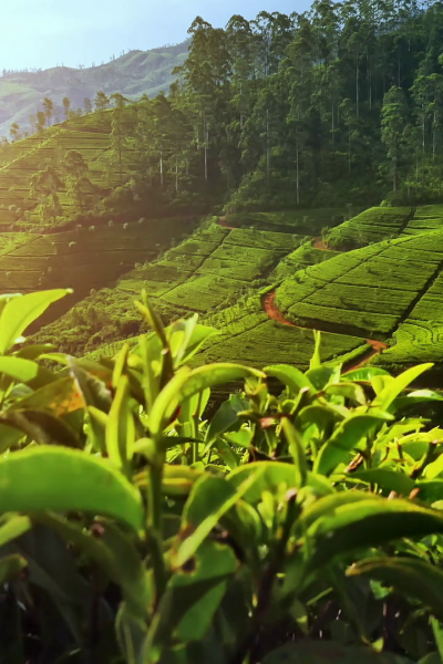 Galle City Tour & Visit Tea Factory and Back to Hotel