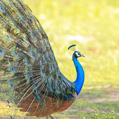 vision lanka tours
