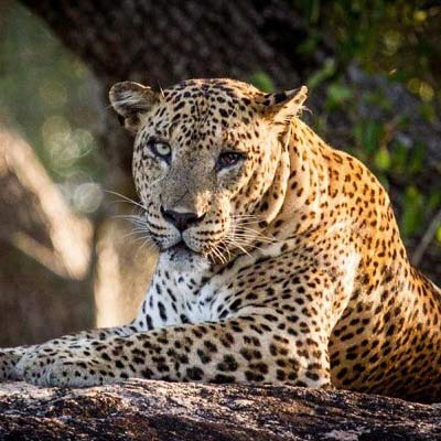 vision lanka tours