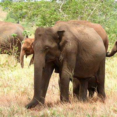 vision lanka tours