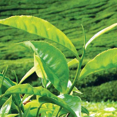vision lanka tours