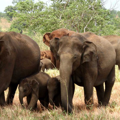 Wild Life Safari
