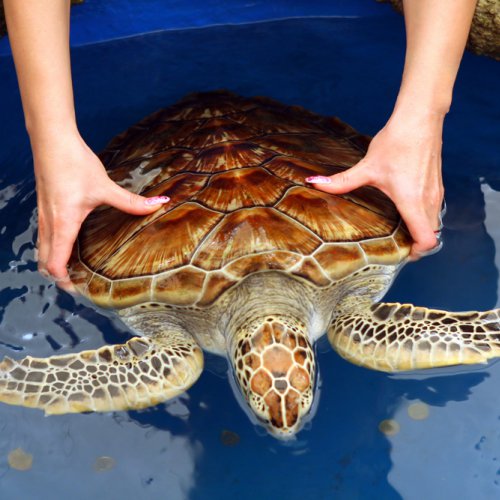 Turtle Hatchery