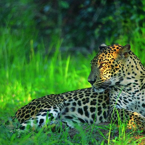 Yala National Park