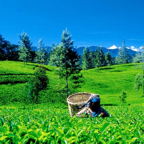 Nuwara Eliya