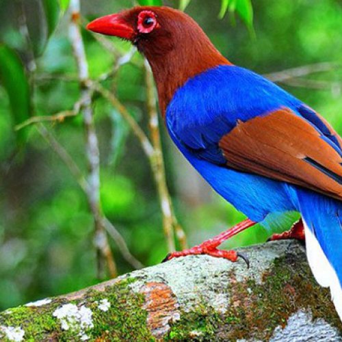 Sinharaja Rain Forest