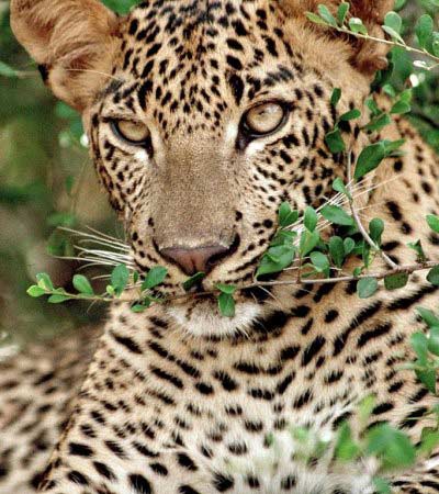 yala tiger
