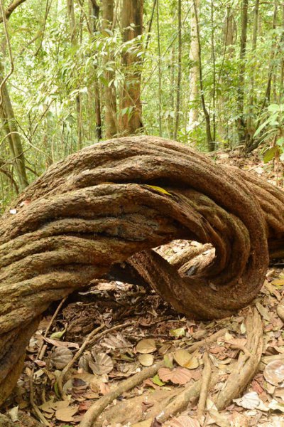 Galle / Colombo Airport to Kanneliya Forest & back to Hotel